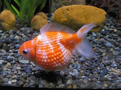 Pearlscale Goldfish 2&quot;