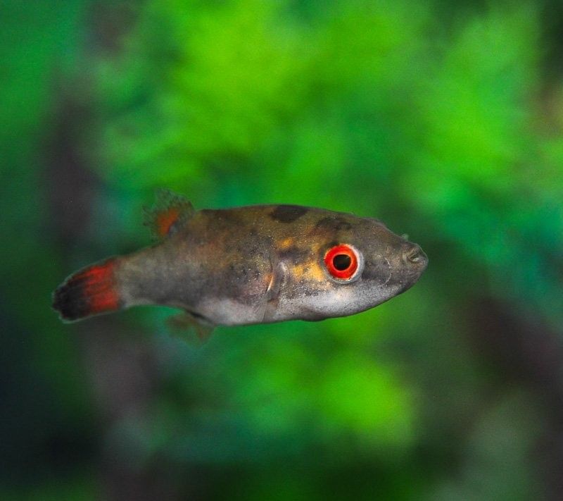 Red Eye Puffer 5&quot;