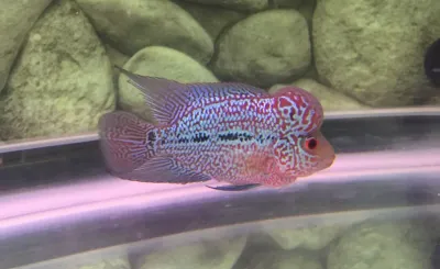 Pearl Red Flowerhorn 2&quot;+