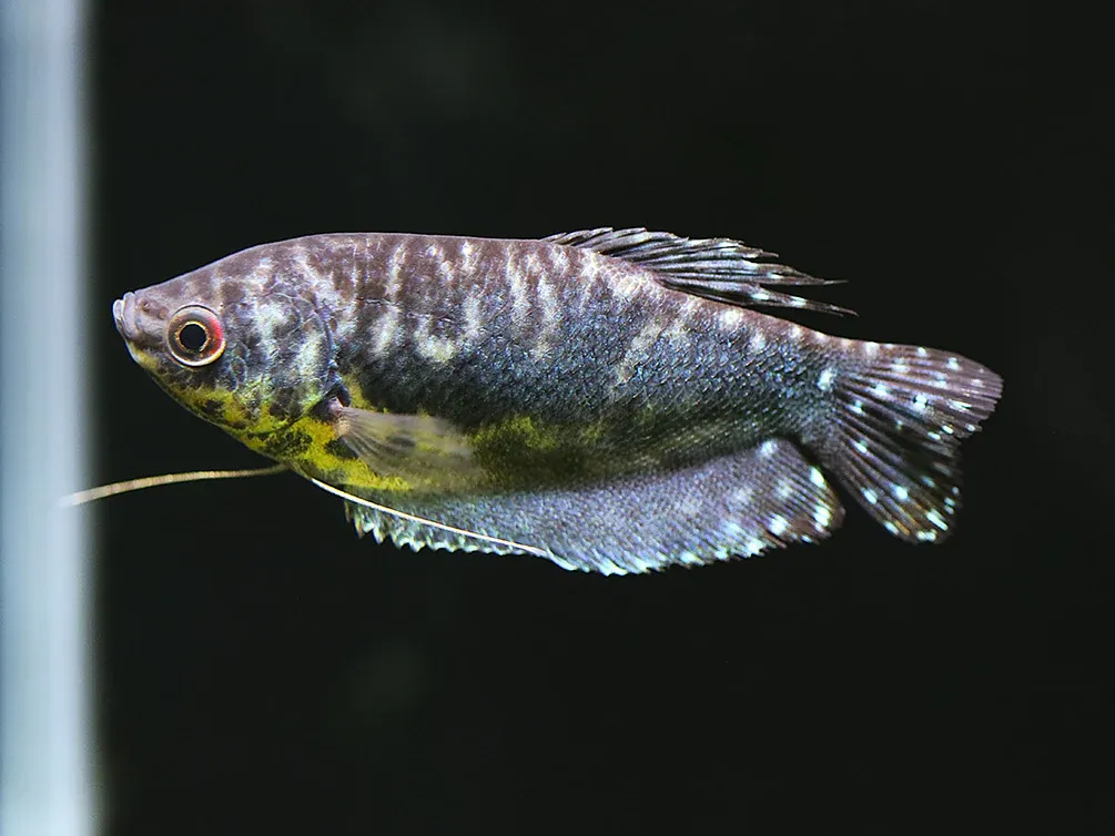 Opaline Gourami