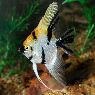 Koi Angel 2&quot;