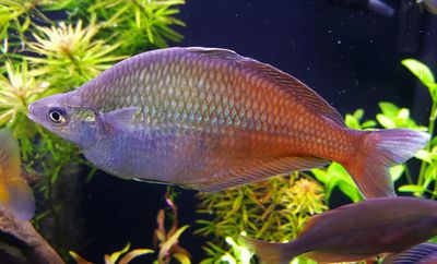 Bleheri Rainbowfish