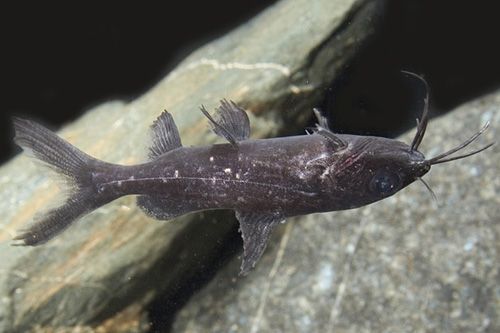Asian Upside Down Catfish