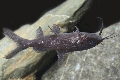 Asian Upside Down Catfish