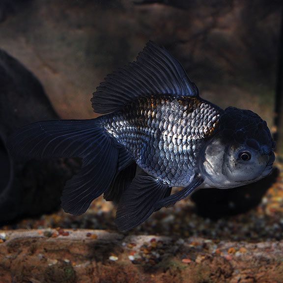 Sapphire Blue Oranda Large