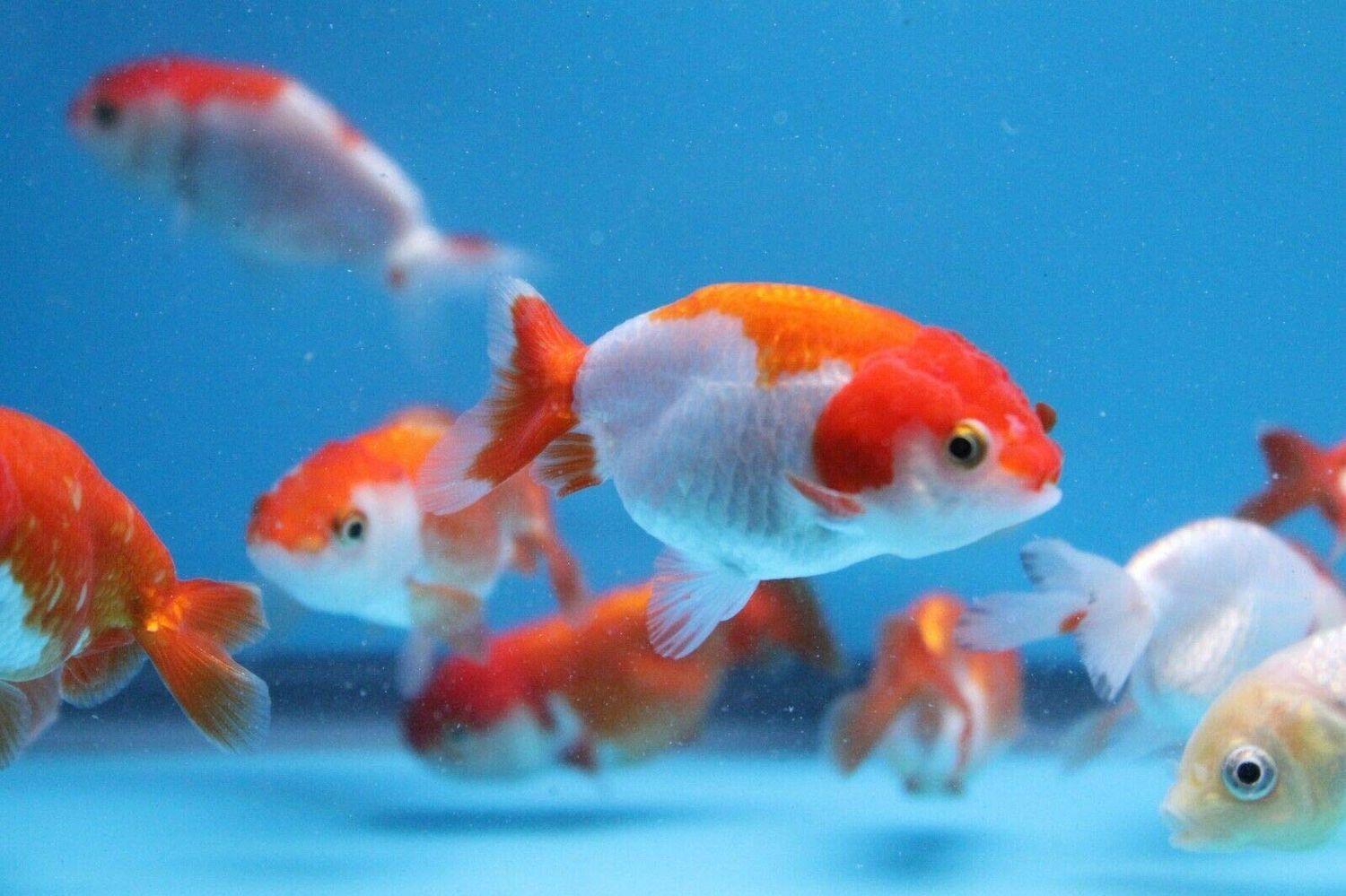 Assorted Ranchu 2&quot;+