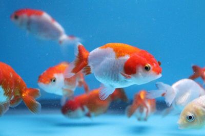 Assorted Ranchu 2&quot;+