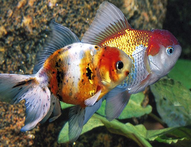 Assorted Oranda Goldfish 2&quot;+