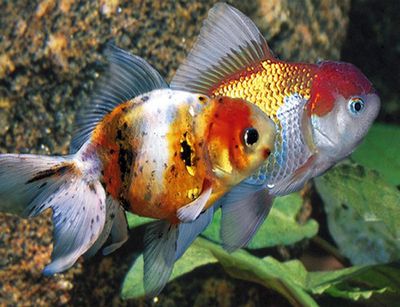 Assorted Oranda Goldfish 2&quot;+