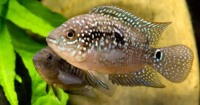 Jack Dempsey 2.5&quot;+