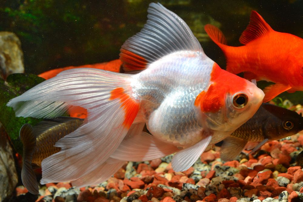 Red &amp; White Ryukin Large