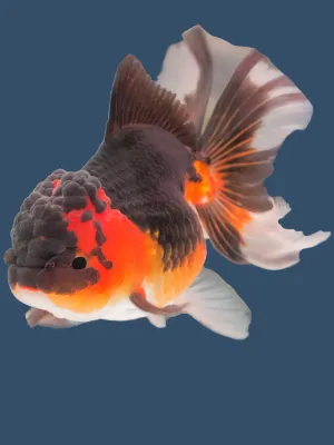 Thai Lionhead Goldfish 2&quot;