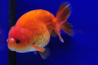Red Pom Pom Goldfish