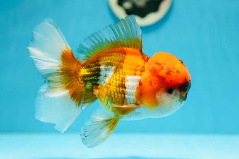 Jumbo Oranda