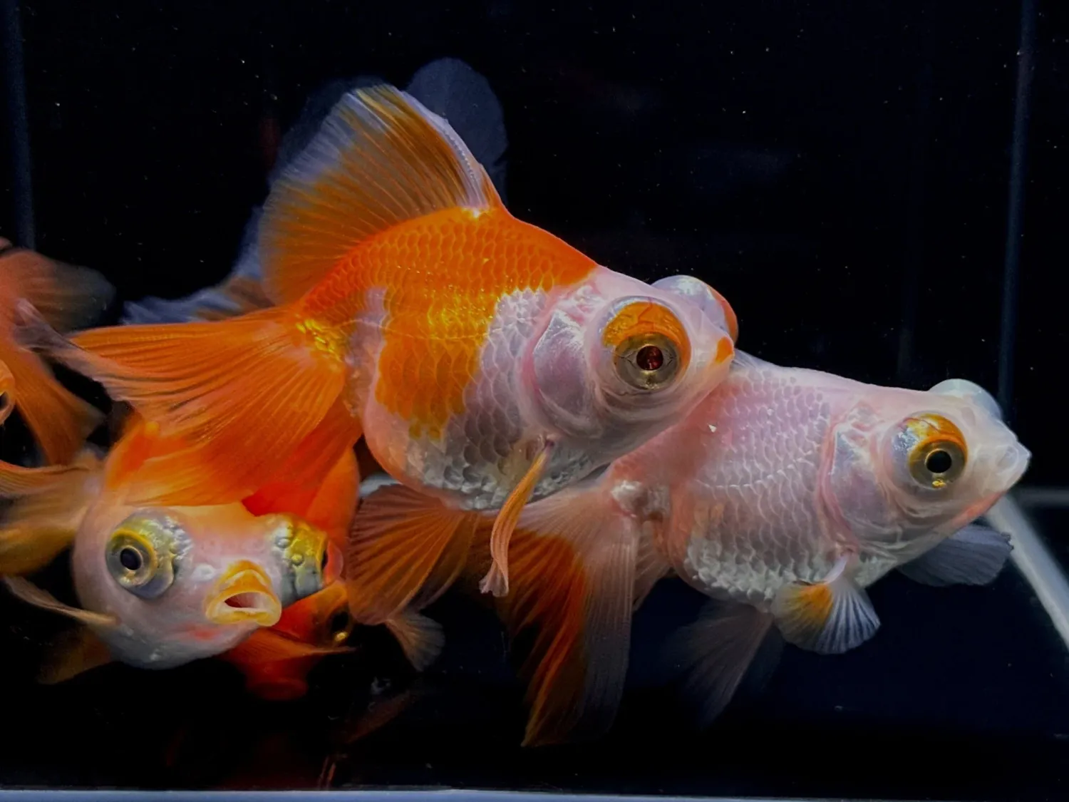 Assorted Butterfly Tail Goldfish 2&quot;