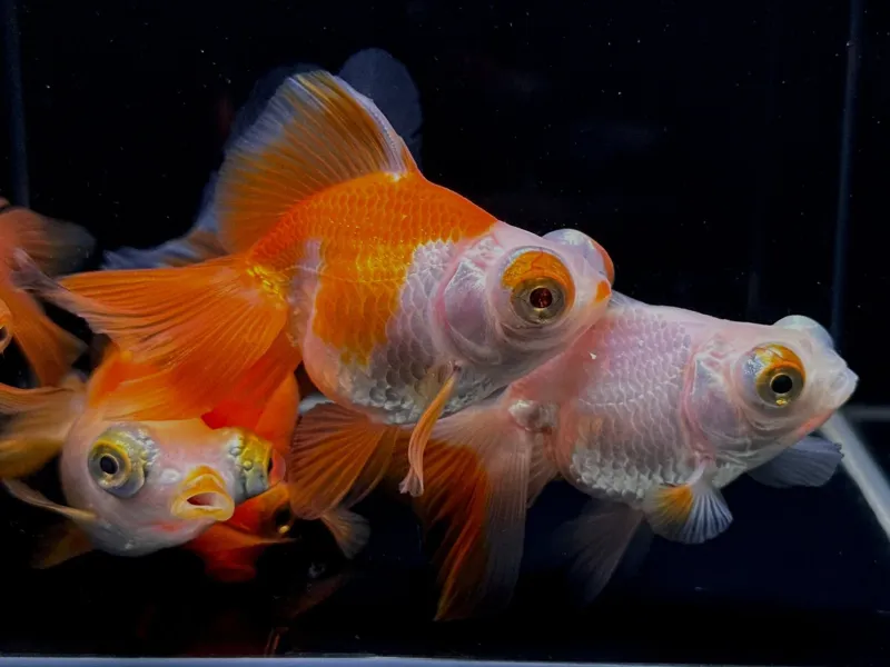 Assorted Butterfly Tail Goldfish 2"