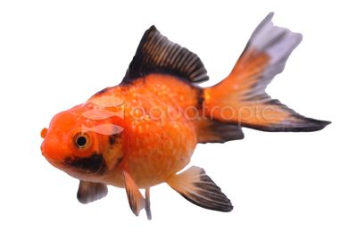Red &amp; Black Crown Pearlscale Goldfish 2&quot;