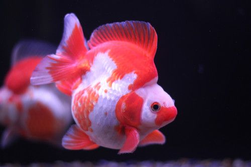 Assorted Short Tail Ryukin Goldfish 2"