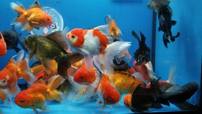 Assorted Medium Oranda 4&quot;
