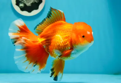 Rosetail Oranda
