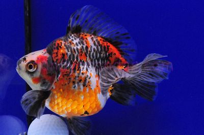 Tricolor Short Tail Ryukin Large