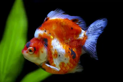 Tricolor Ryukin
