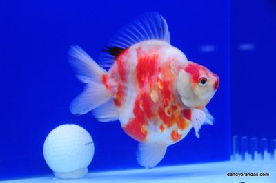 Sakura Short Tail Ryukin Large