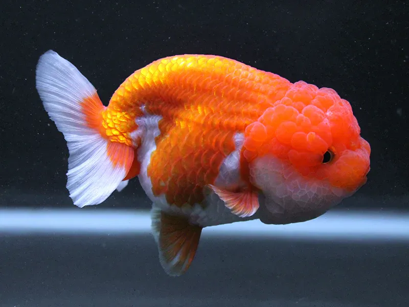 Thai Lionhead Goldfish 3&quot;