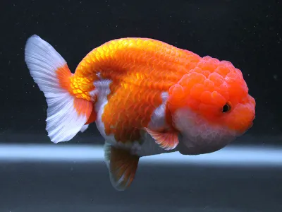 Thai Lionhead Goldfish 3&quot;