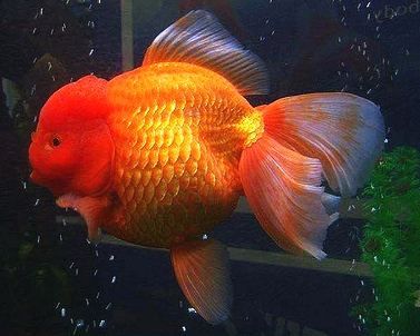 Assorted XL Oranda Goldfish