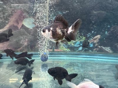 Panda Goldfish 2&quot;