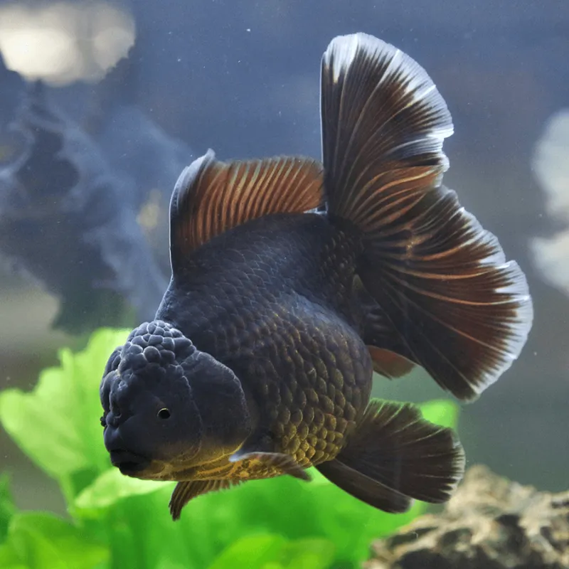 Black Oranda Large