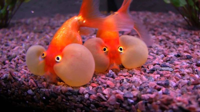 Red Bubble Eye Goldfish