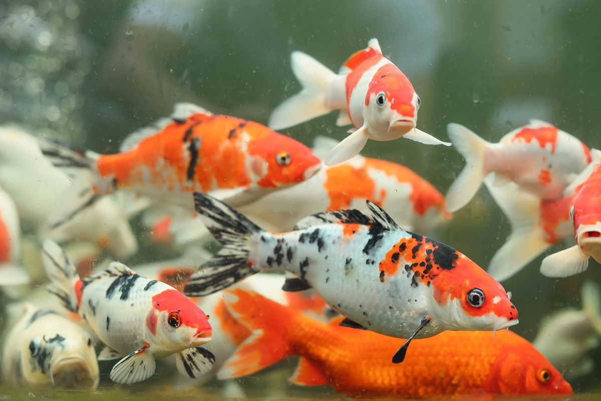 Assorted Japanese Koi 3&quot;+