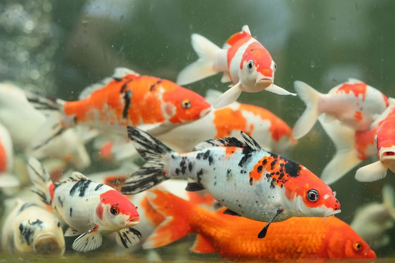 Assorted Japanese Koi 3"+