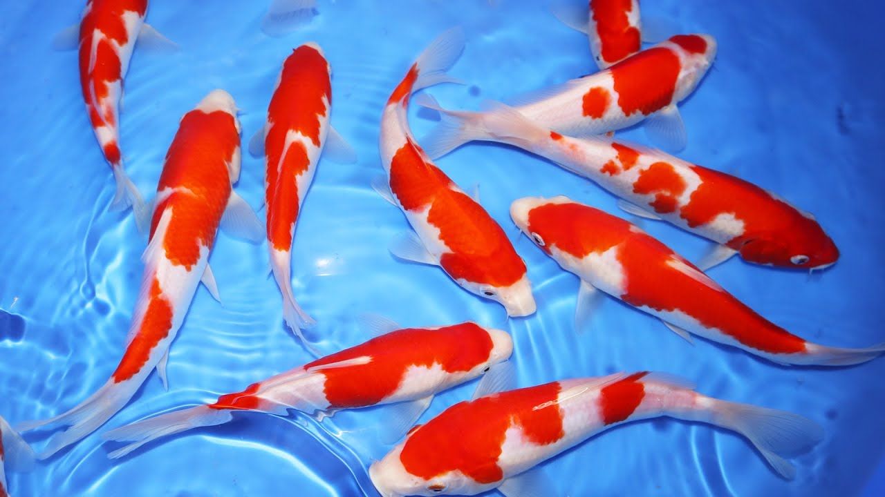 Japanese Kohaku Koi 4&quot;+