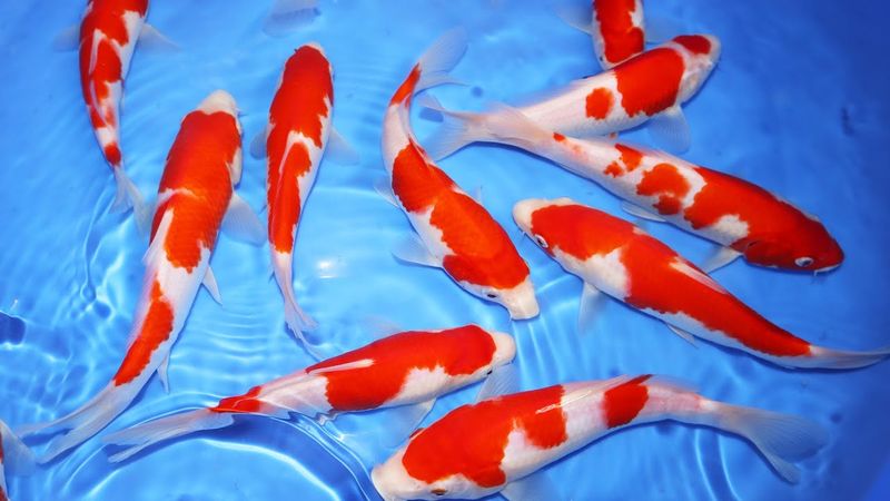 Japanese Kohaku Koi 4"+