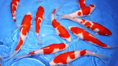 Japanese Kohaku Koi 4&quot;+