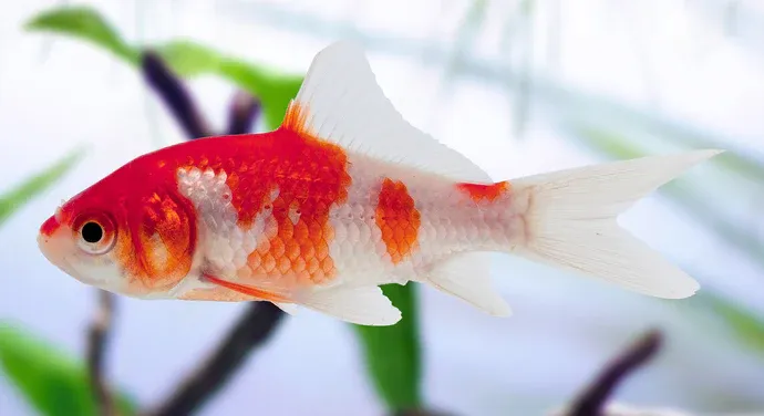 Red &amp; White Wakin Goldfish 4"+