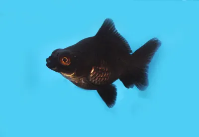 Black Demekin Short Tail 2.5&quot;+