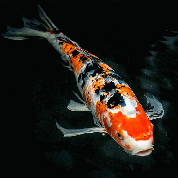 Japanese Taisho Sanke Koi 4"+