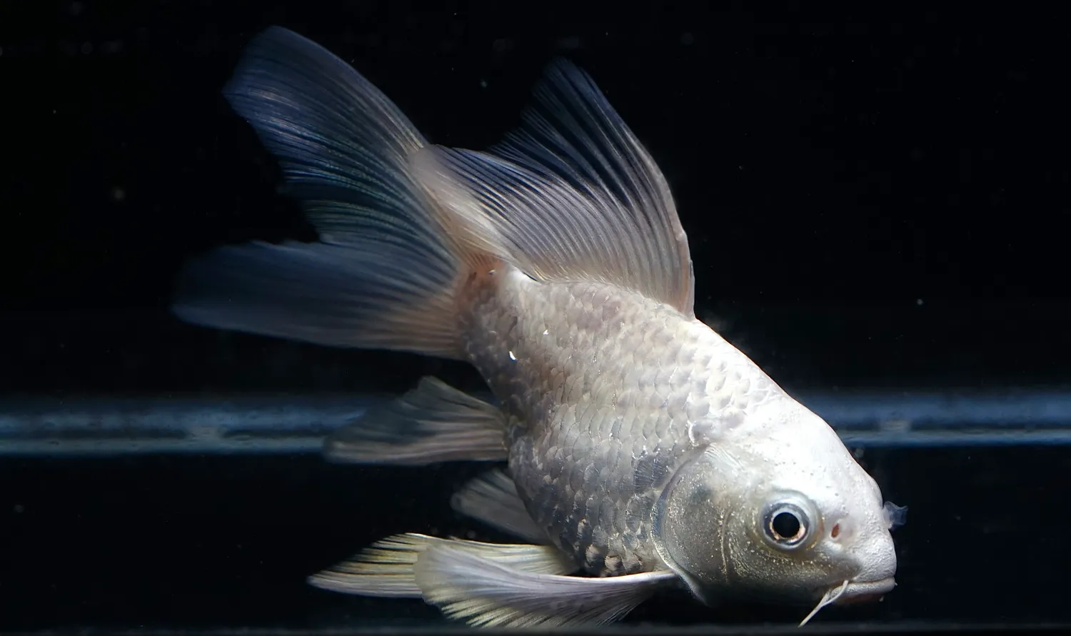 Platinum Longfin Short Body Koi