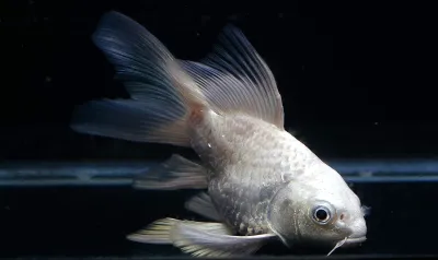Platinum Longfin Short Body Koi
