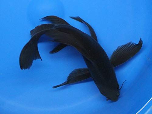 Japanese Black Butterfly Koi 6"