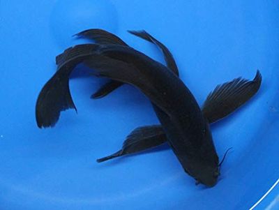 Japanese Black Butterfly Koi 6&quot;