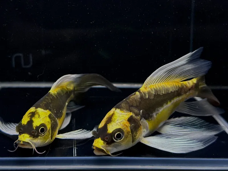 Mayan Butterfly Koi 5"+