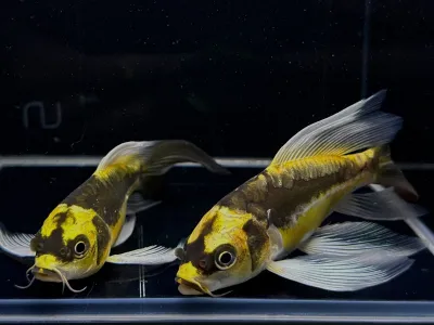 Mayan Butterfly Koi 5&quot;+