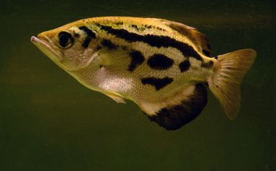 Clouded Archer Fish 2&quot;