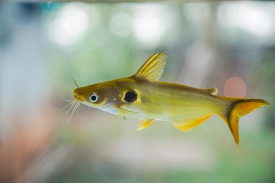 Burmese Golden Catfish