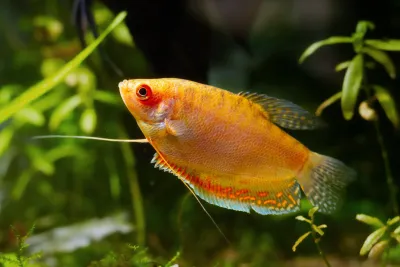 Sunset Gourami